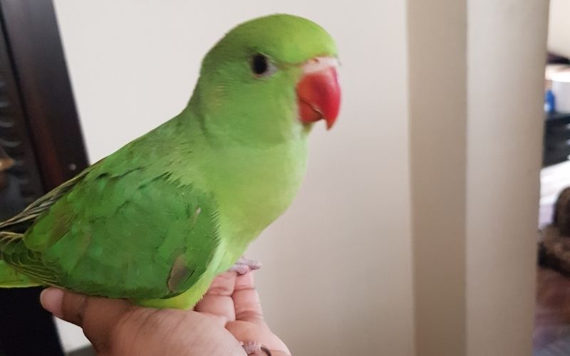 Alexandrine baby